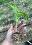 RootMaker 60 Cell Tray