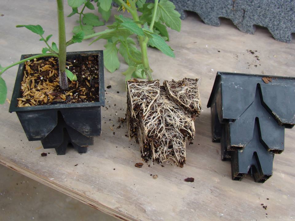 Species and Spacing in RootMaker® Propagation Containers