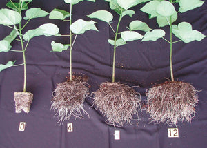 Roots: Key to Improving Efficiency of Organics
