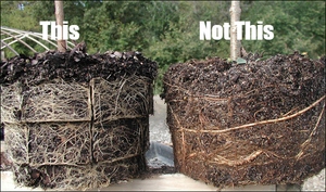 It's All in the Roots - How Stronger Roots Result in Healthier Plants and Trees