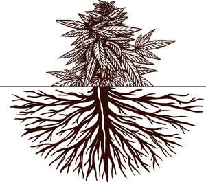 Building Strong Roots - Guide to Growing Hemp and Cannabis