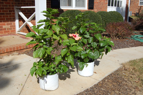 Patio RootTrapper® Containers