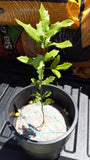RootMaker 1-Gallon Injection Molded with RootCap