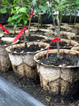 Plantable RootMaker® 1-Gallon BioPot
